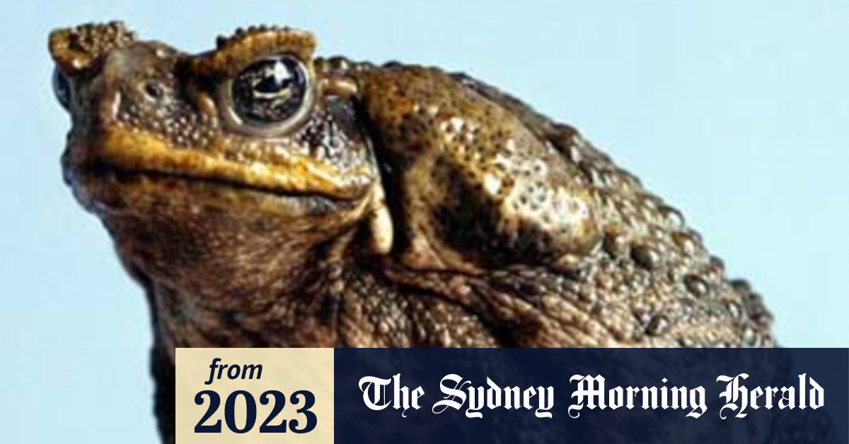A warts and all way to kill cane toads humanely without the zombie